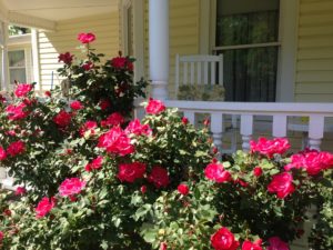 Roses planted next to the front porch