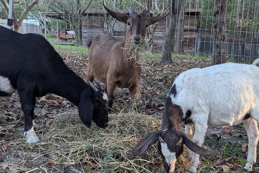 goats