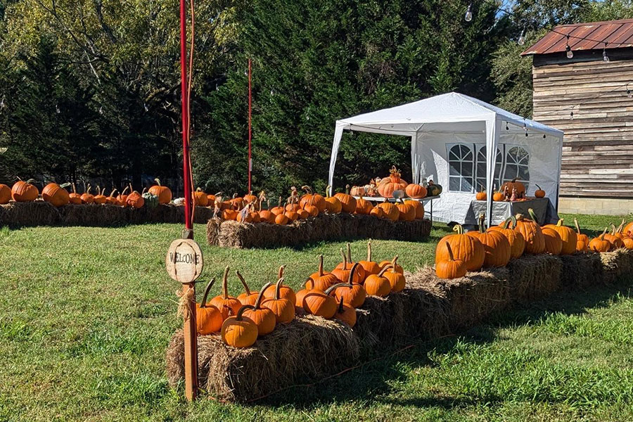 Pumpkin patch