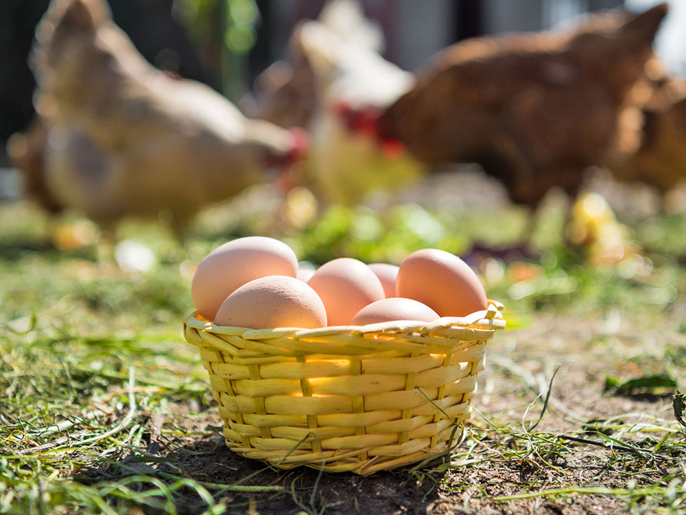 Hens and Eggs