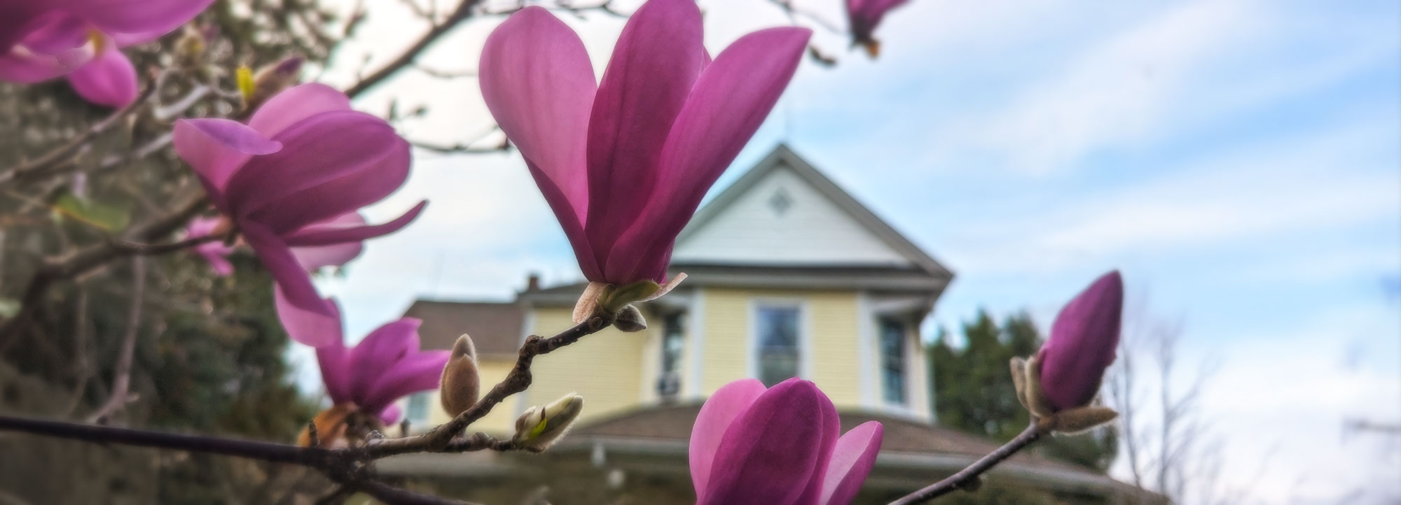 Magnolia Tree in bloom at Duck Smith House